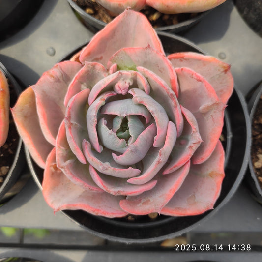 HM146 レインドロップス錦（11cm pot）
