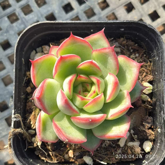 HBY083 ファイヤーフライ (6.5cm pot)