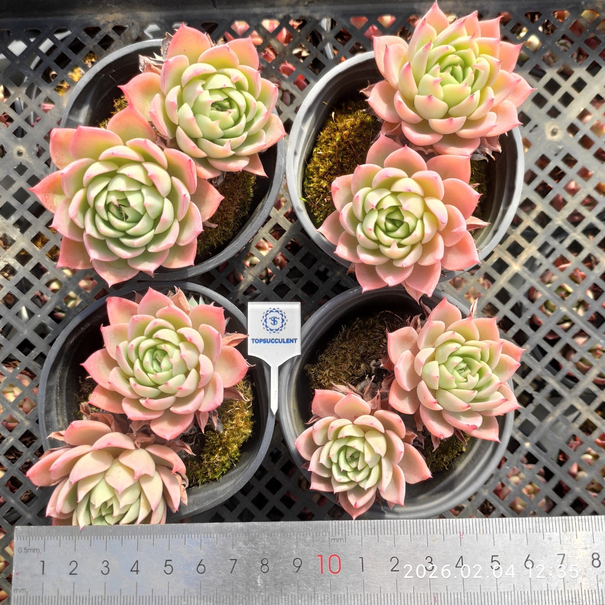22894 22894 パンジー – Top Succulent®