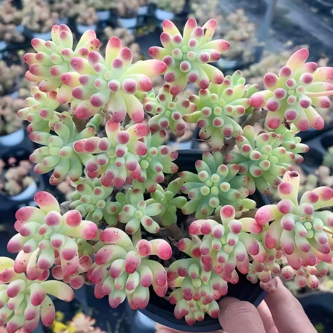 260981 パチフィラム