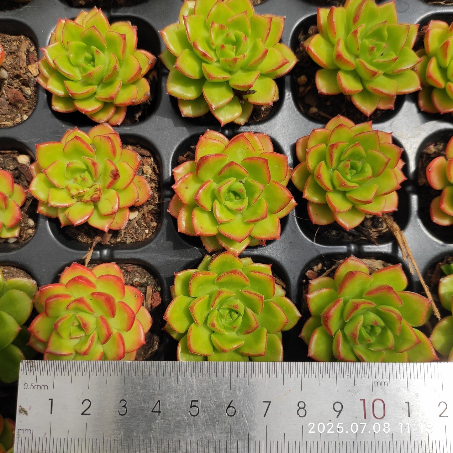 DQ051 レディジア(5cm pot)
