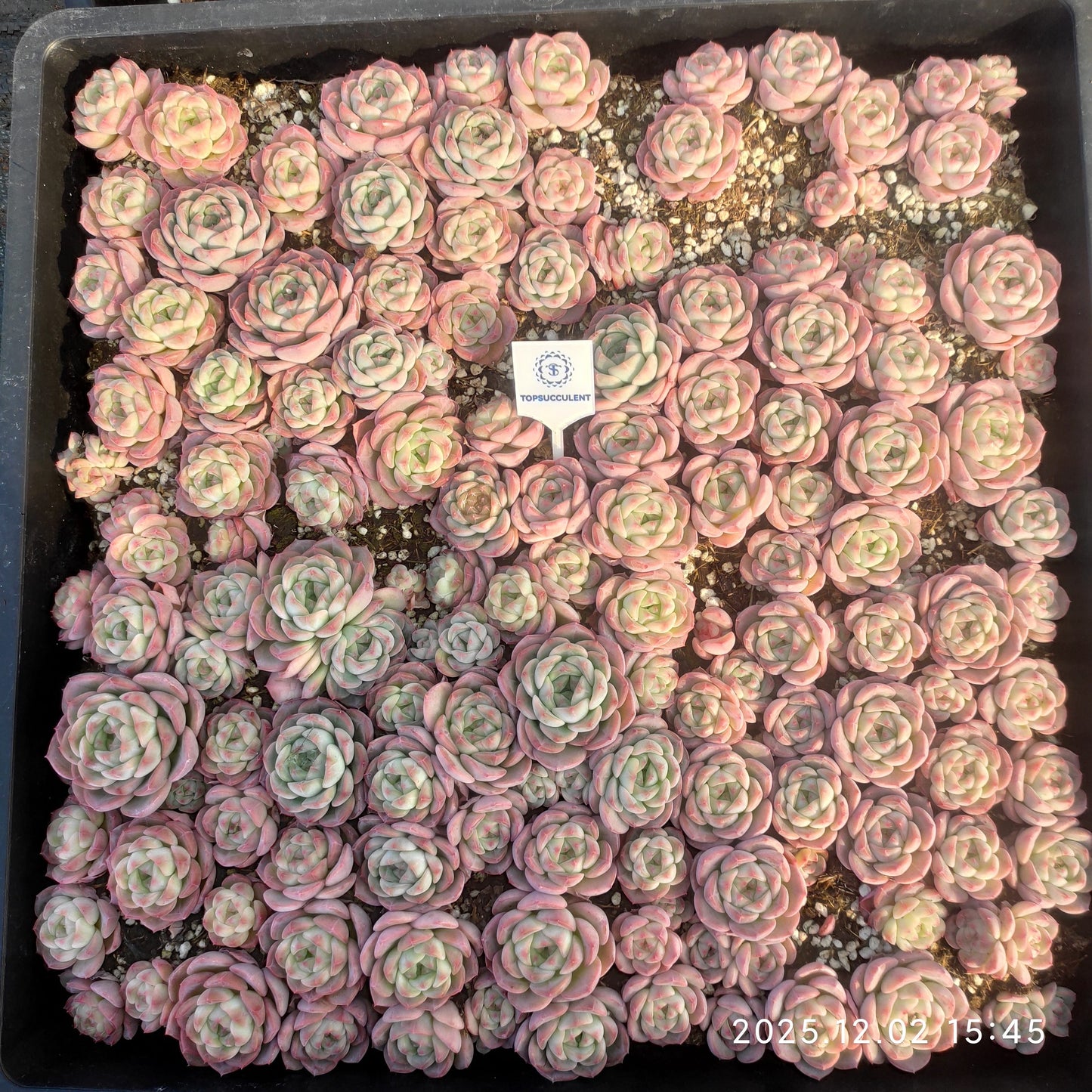 23035 アローン　スターHyb（ポット苗）