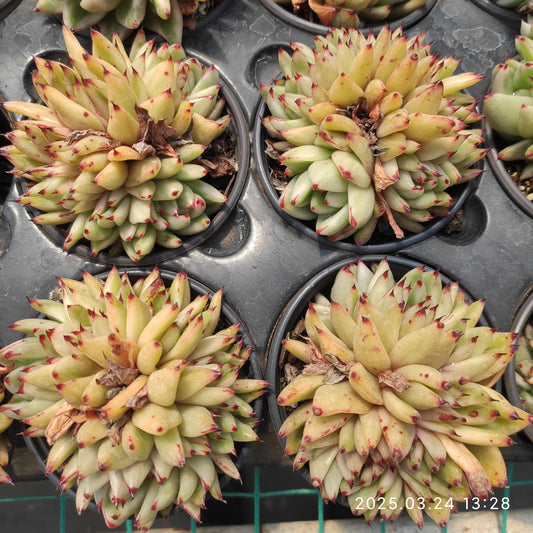MMY1058 アイクソウル錦綴化(9cm pot)
