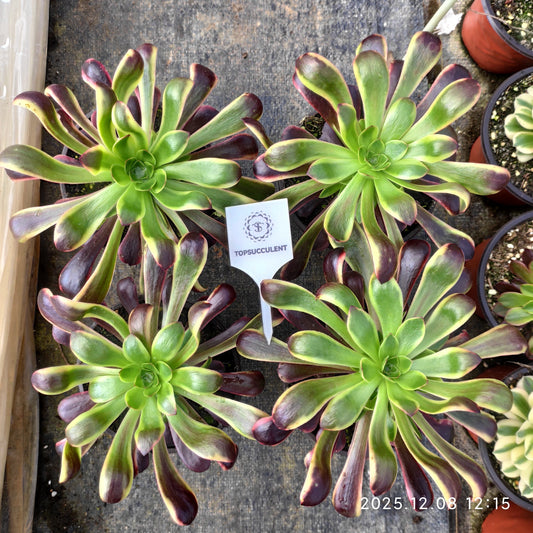 GDX007 オキャリー（18cm pot）