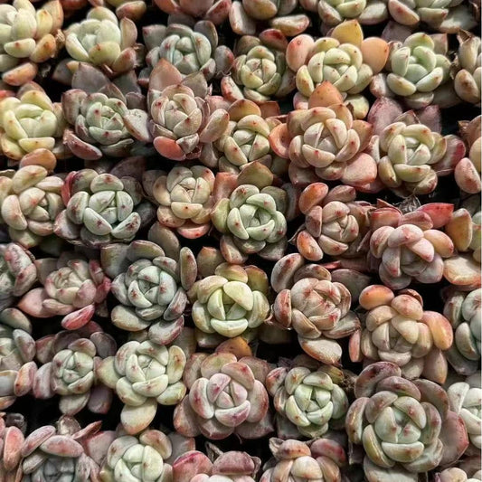 XS1053 シュガークリスタル（3cm pot）