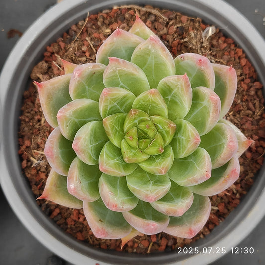 NGN698 スノーマウンテンジェニー（9cm pot）