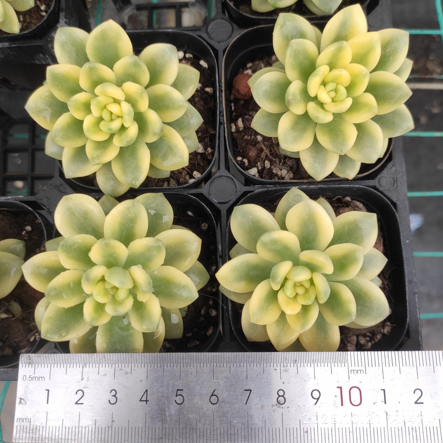 MMY952 セダム　クラバタム錦（6.3cm pot）