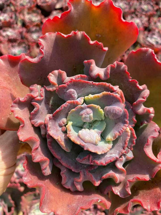 26596 メリディアン