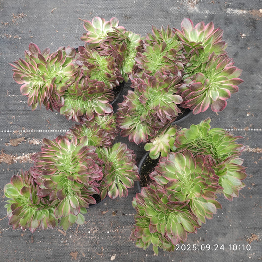 ON705 アエオニウム　シーキング綴化（18cm pot）