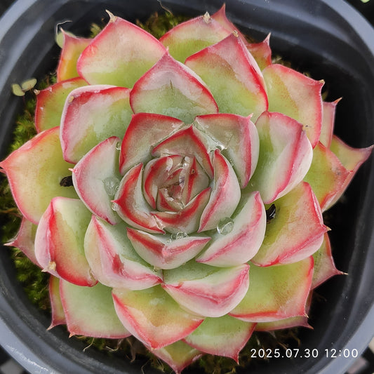 QN841 レッド　ウォーブラー（9cm pot）