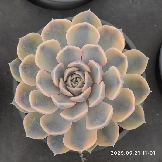 YS272 タイニー　バーガー錦（12cm pot）
