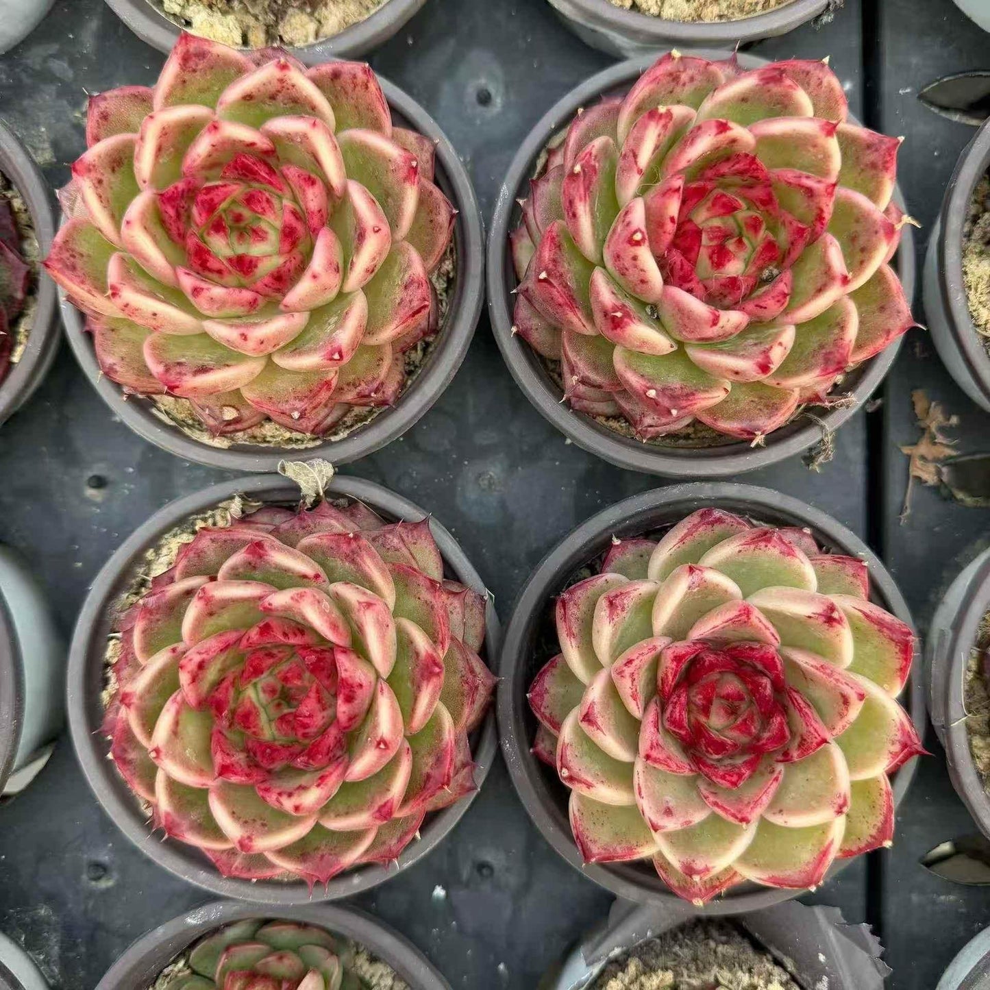 23412 ジュディ（9cm pot）