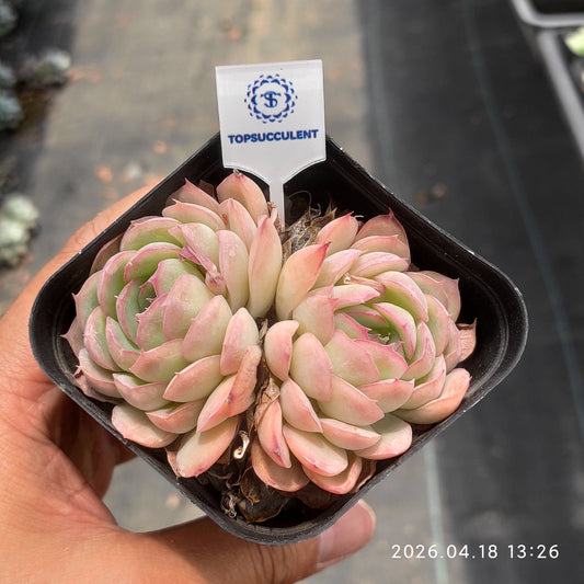 25955 ストロベリーアイス