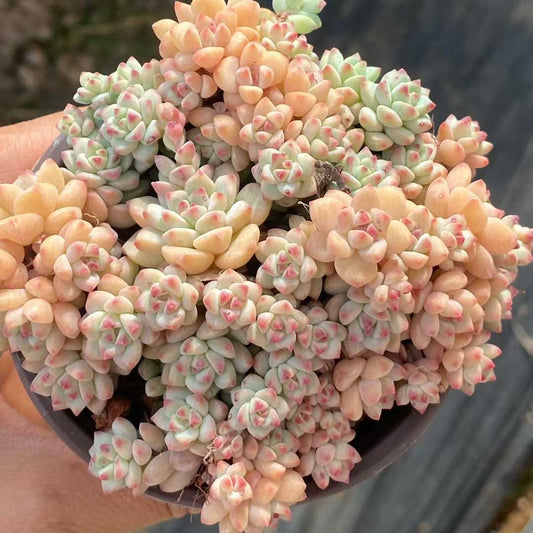 25738 キャラメルスプライト