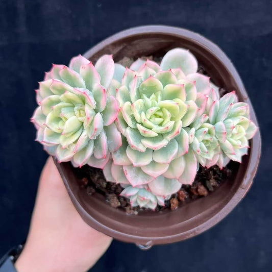 22547  ビクター錦（12cm pot）