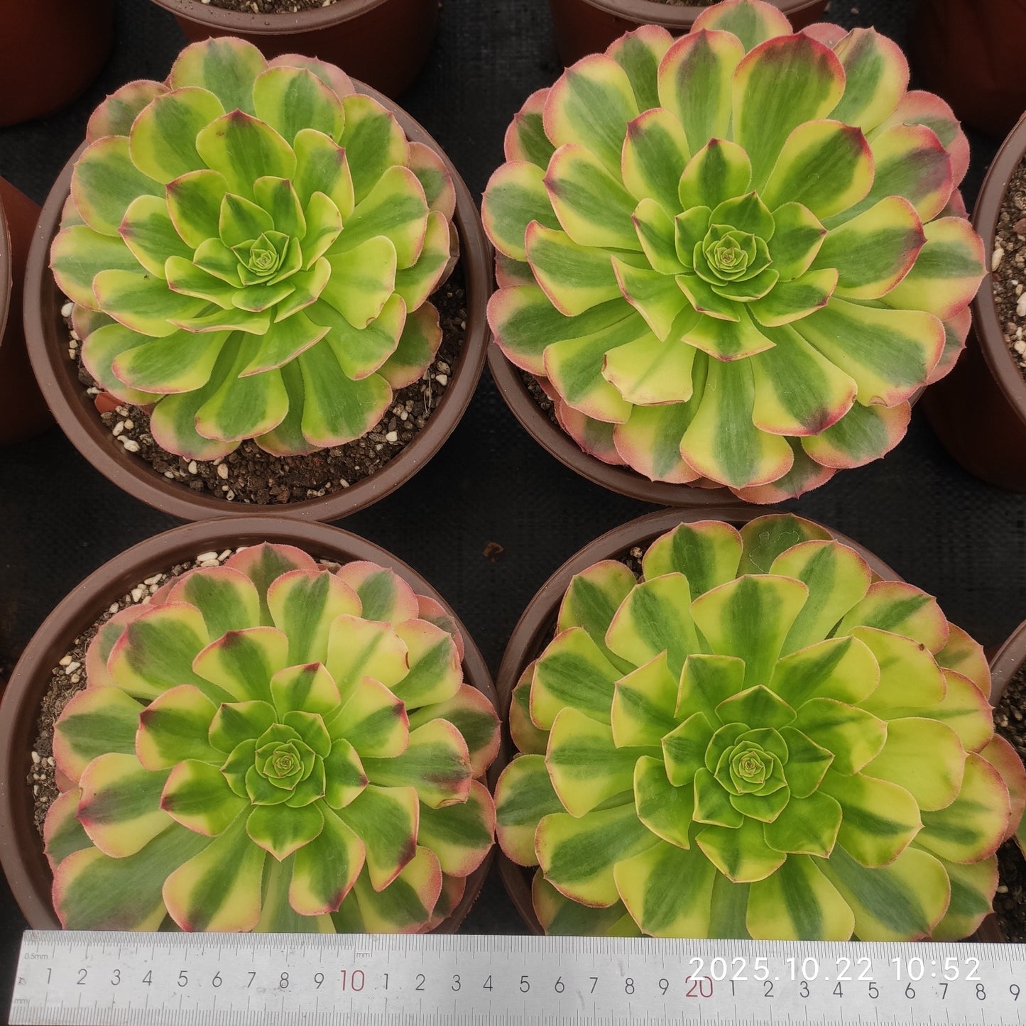 THH083 レーン　ロータス（18cm pot）