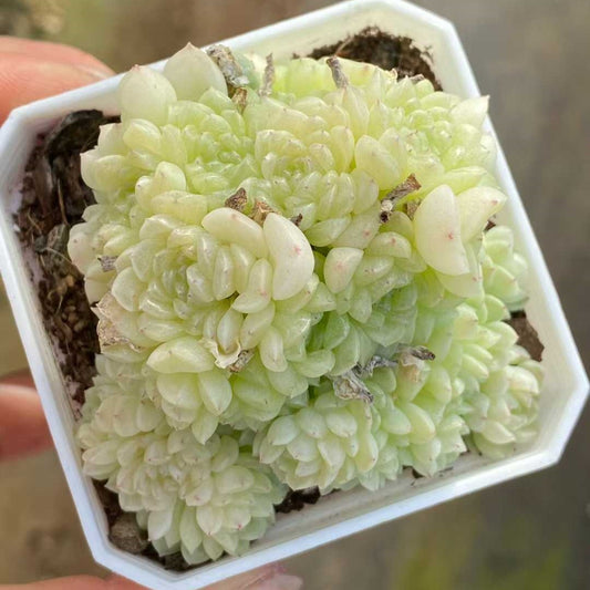 25748 スノーシーフ