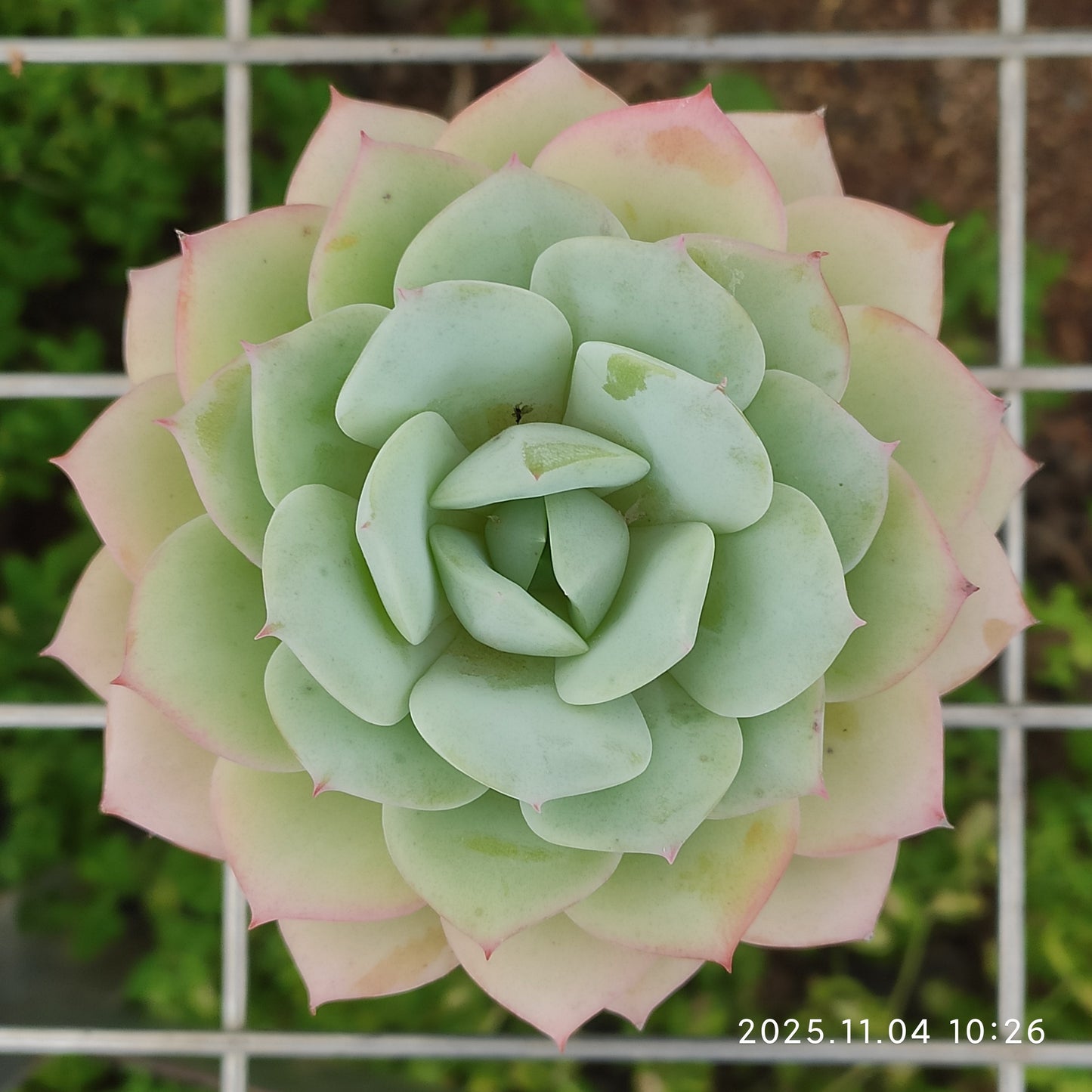 22258 ラブチューン（7cm pot）