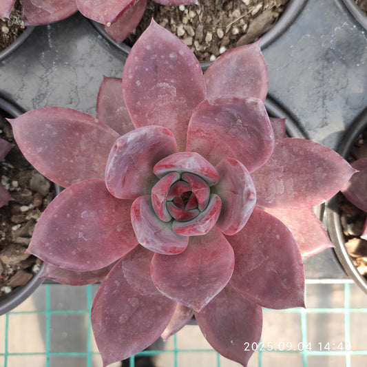 MMY1171 ブラウン　シュガー　カード（12cm pot）