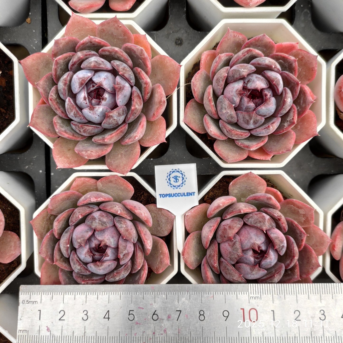 21550 チーズブルーベリー