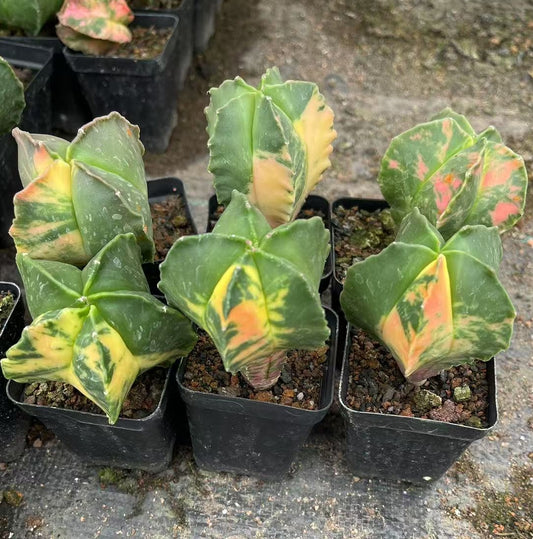 ZL701 鸞鳳玉錦（5cm pot）