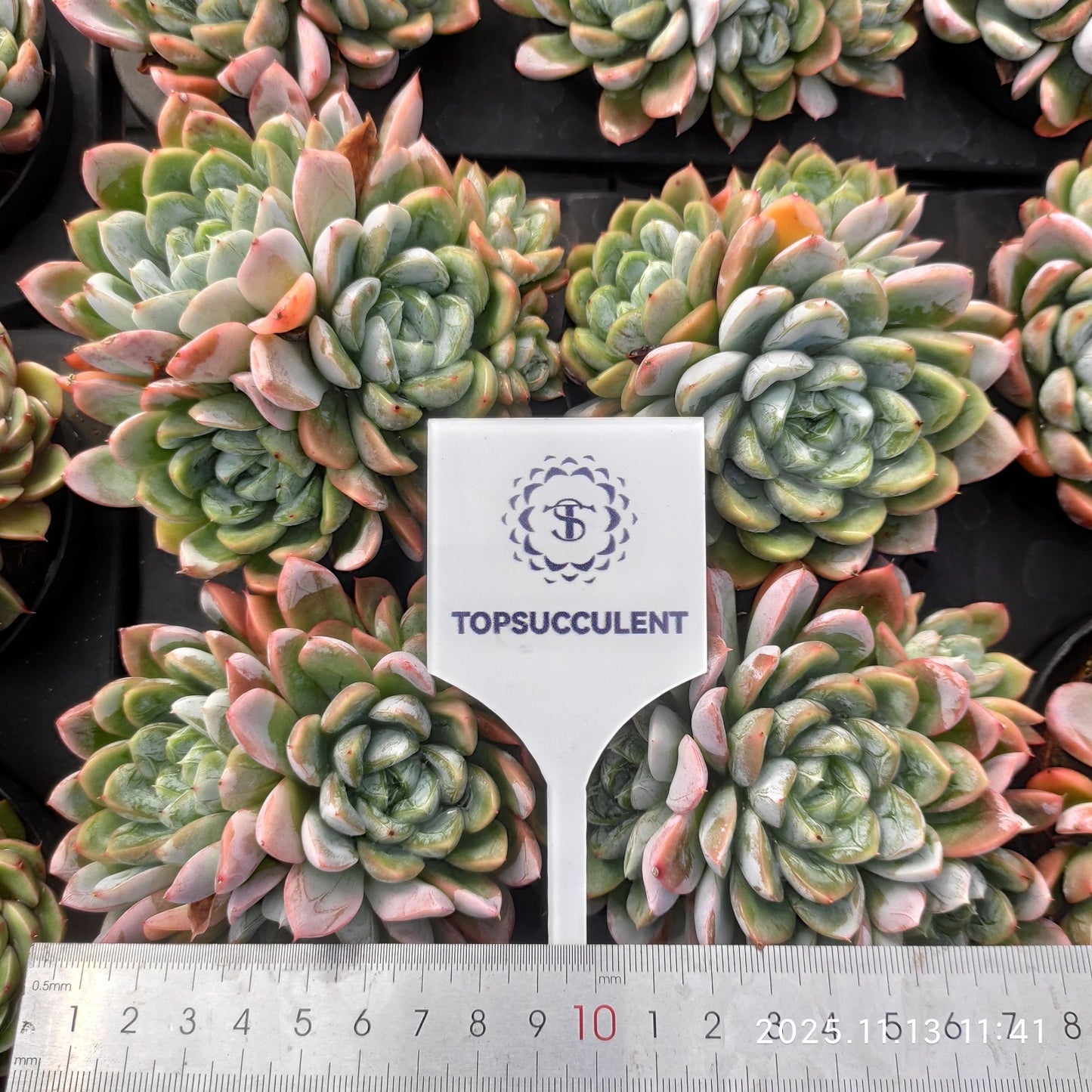 18281  エルサ（9cm pot）