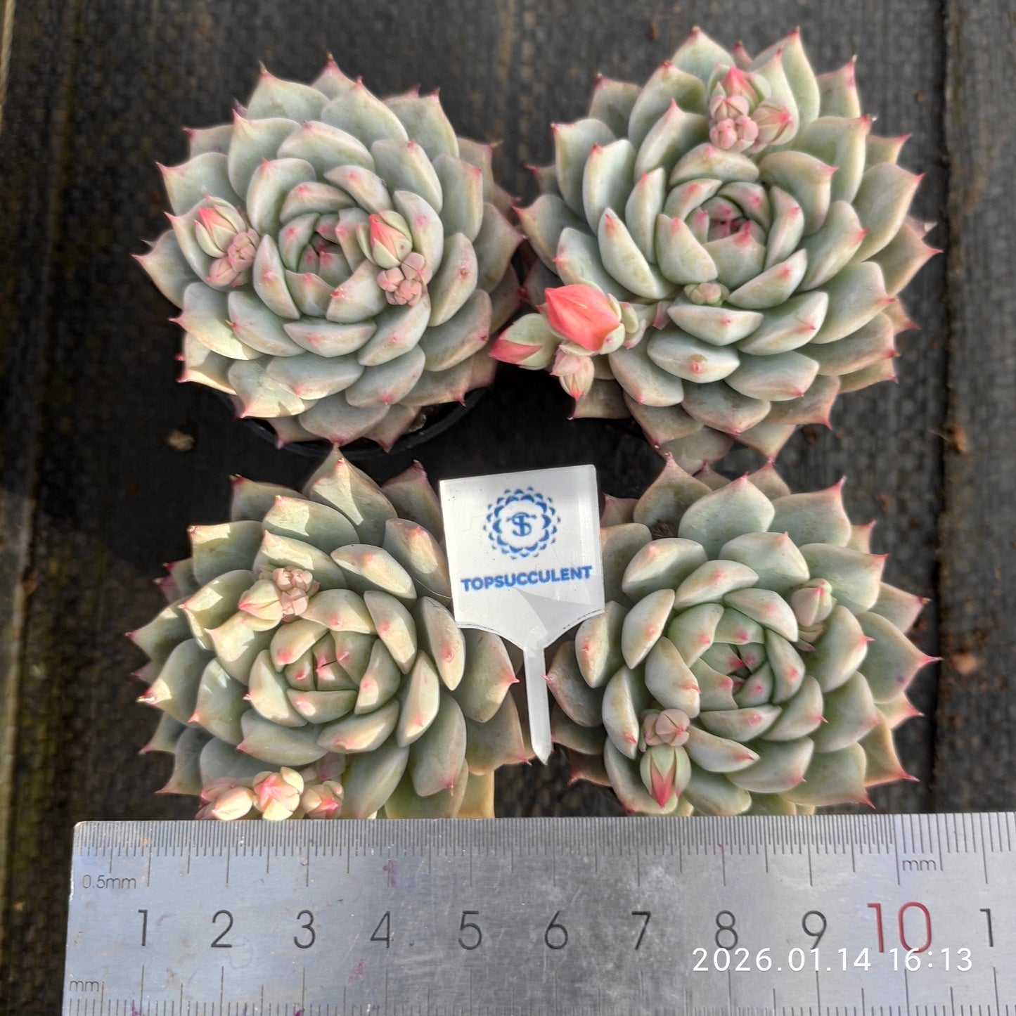 0120 ティッピー