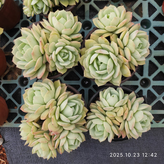 21961 ラブチューン（12cm pot）
