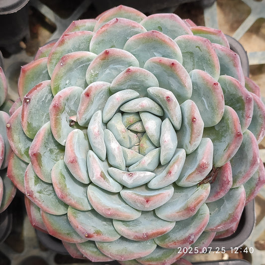NGN518 チャンテカイル （12cm pot）