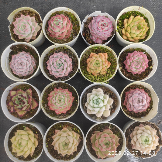 MMT740 アギャボイデズ x エボニー （6.5cm pot）