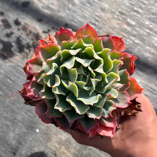 25008 ツーナーミー