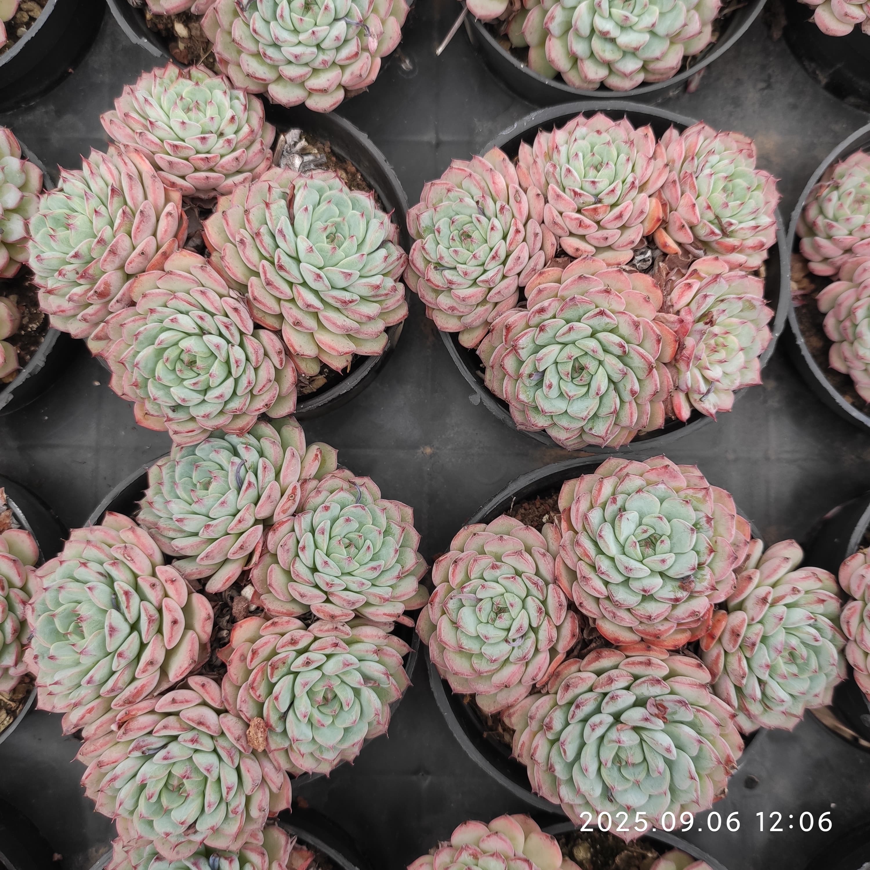 そ*い様 K1173　キュートバブル群生　40株　多肉植物 抜き苗 エケベリア SALE】キュートバブル 大株群生 エケベリア 韓国苗 多肉植物