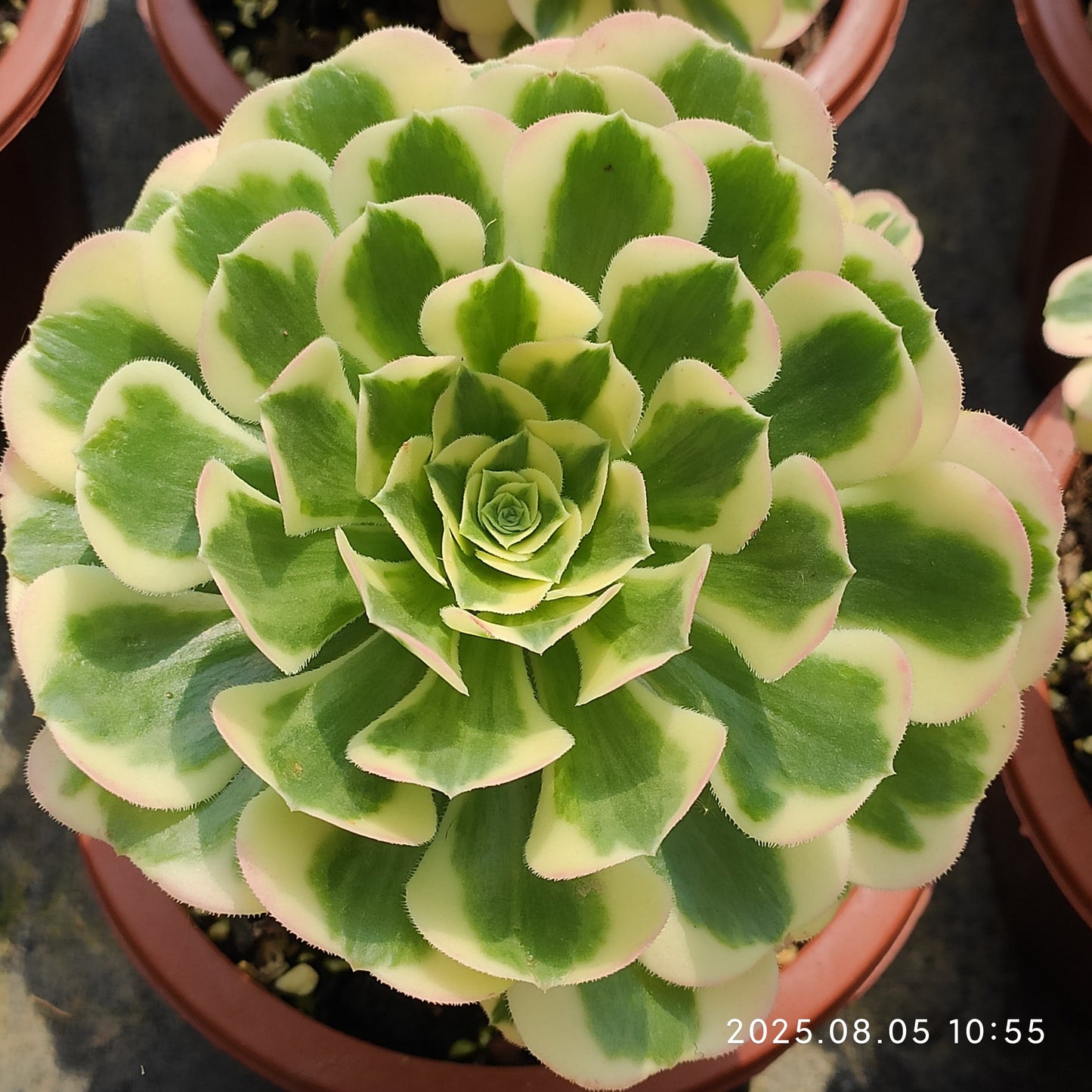 GDX023 アエオニウム　マバハ（15cm pot）