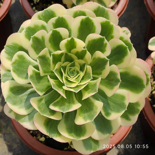 GDX023 アエオニウム　マバハ（15cm pot）