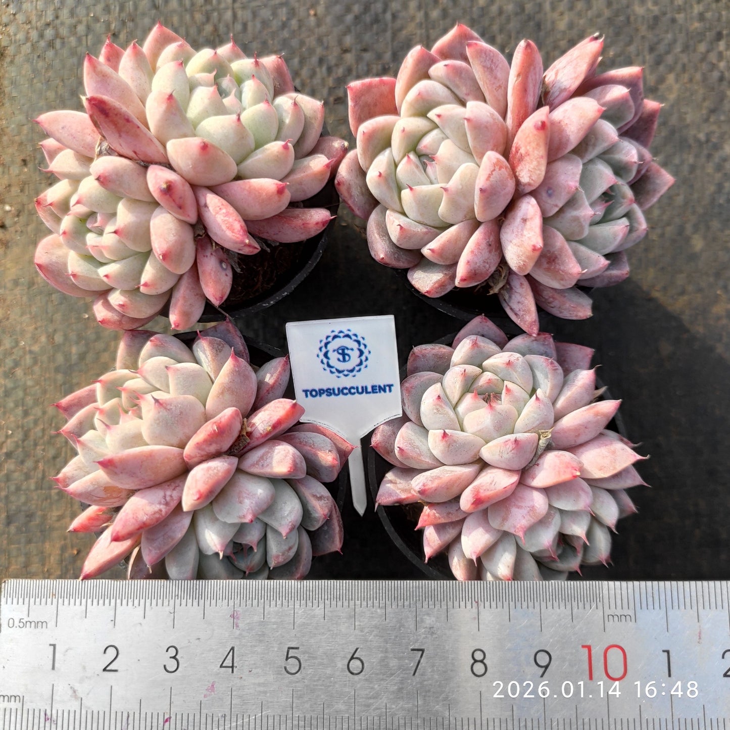 2646 ドリームスーツ