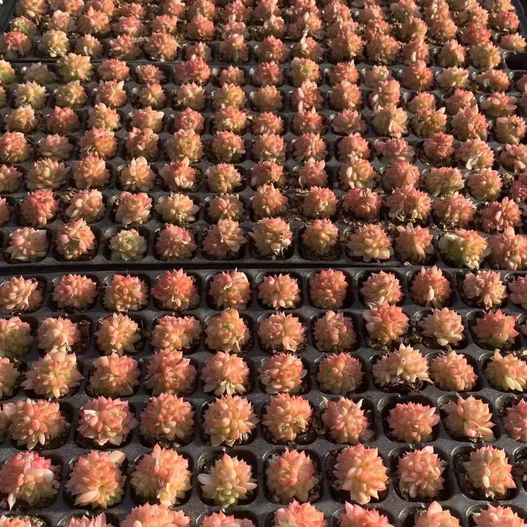 23437 レッドクィーン（3cm pot）（ポット苗）