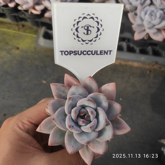 20066 スパーク　スノー（5.5cm pot）