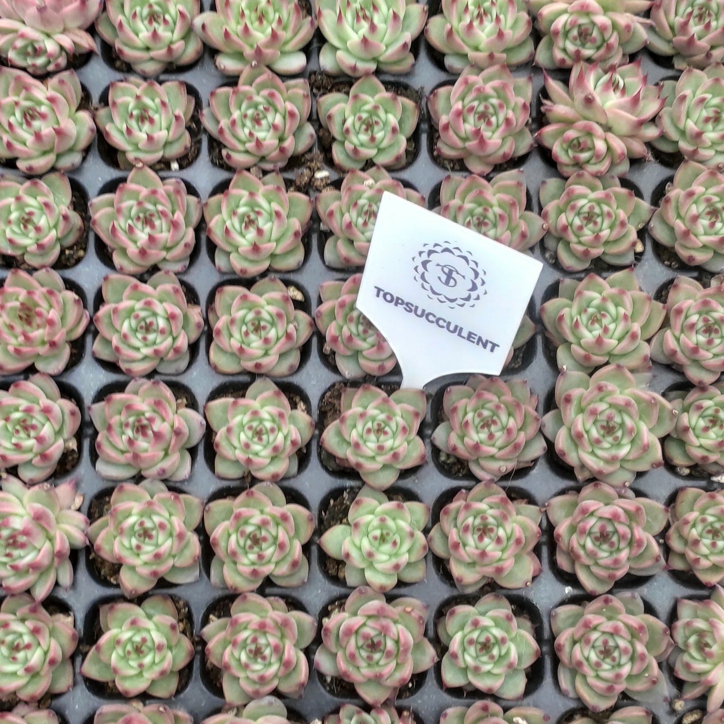 22130  トスカーナ（3cm pot）（ポット苗）