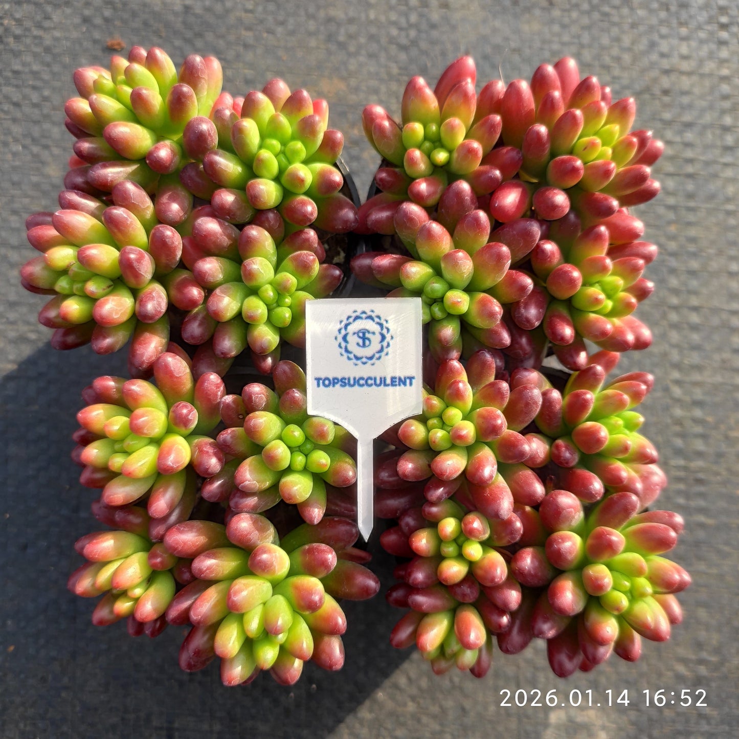 24768 クラウセン