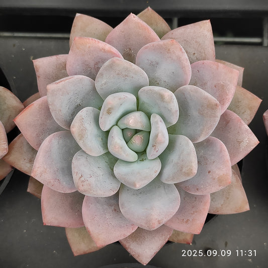 MMT783 OPアイスグリーン（9cm pot）