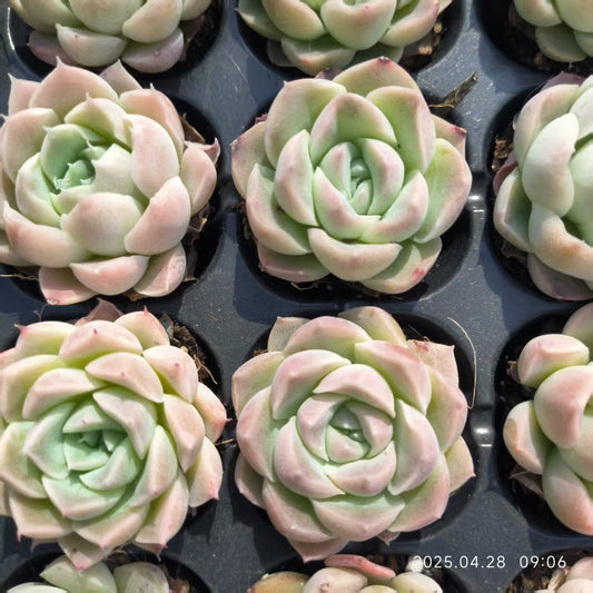 JC138 レッドクイーン（30cm pot）