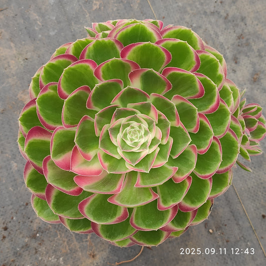 THH081 バンクェット（15cm pot）