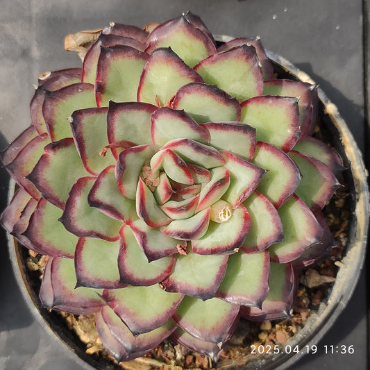 ZZA947 メキシコプリドニス（50cm pot）