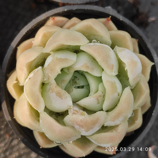 MMT140 ヒューミリス(5.5cm pot)