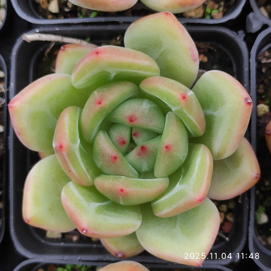 20761 レインボー　ドラゴン（7cm pot）