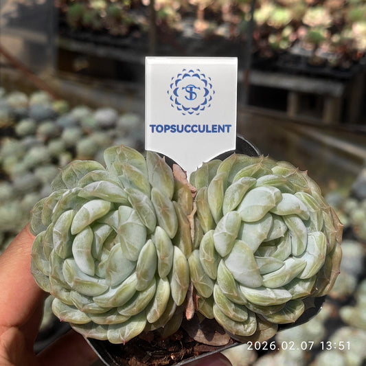 25581 スノー ダンプリング