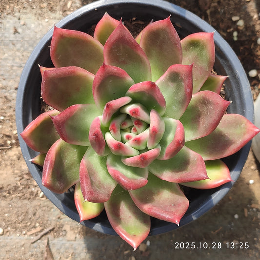 DQ127 フランク（12cm pot）