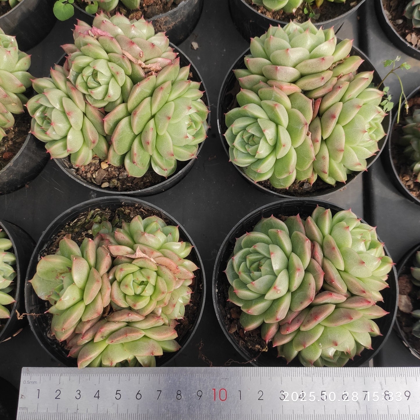 22210 カラー　ジェニー（9cm pot）