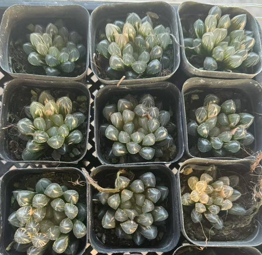 SJC376 プラックオプツ一サ錦（6.5cm pot）