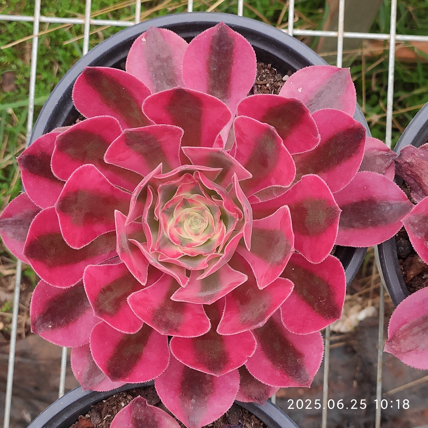 YS269 アエオニウム　ウィッチ（17cm pot）